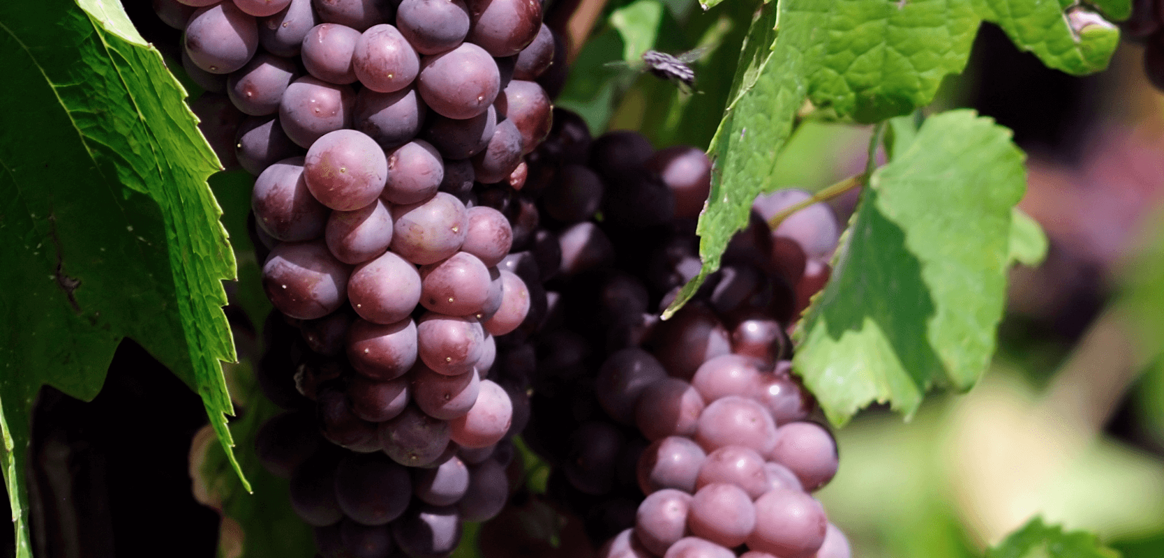 GRAPE image