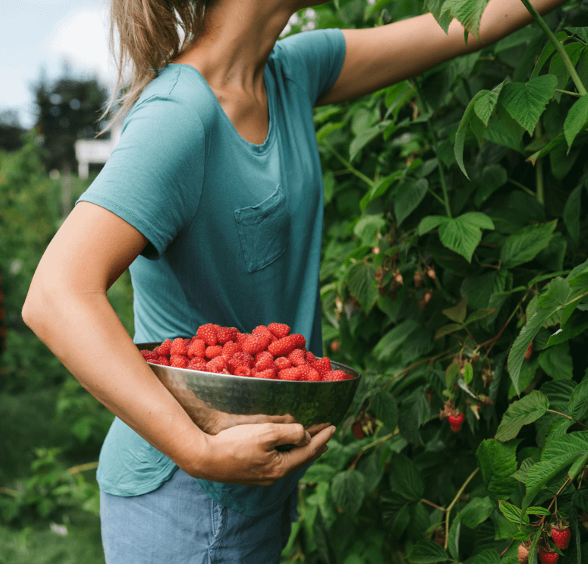 Raspberries image