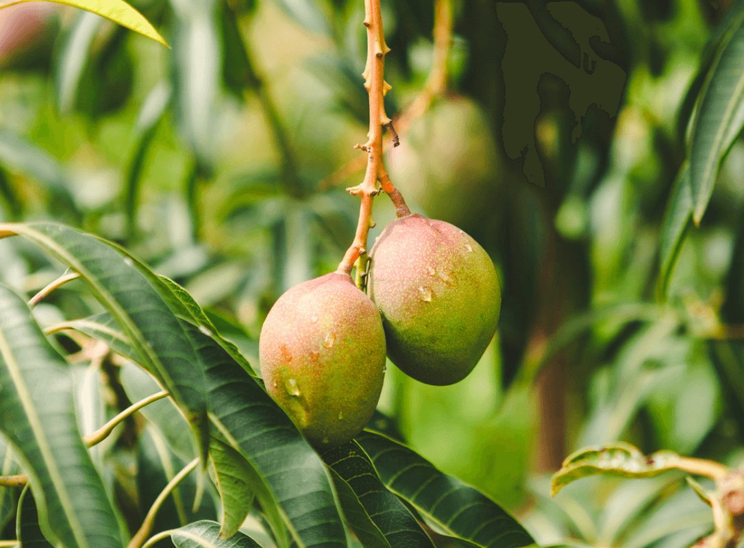 mango image