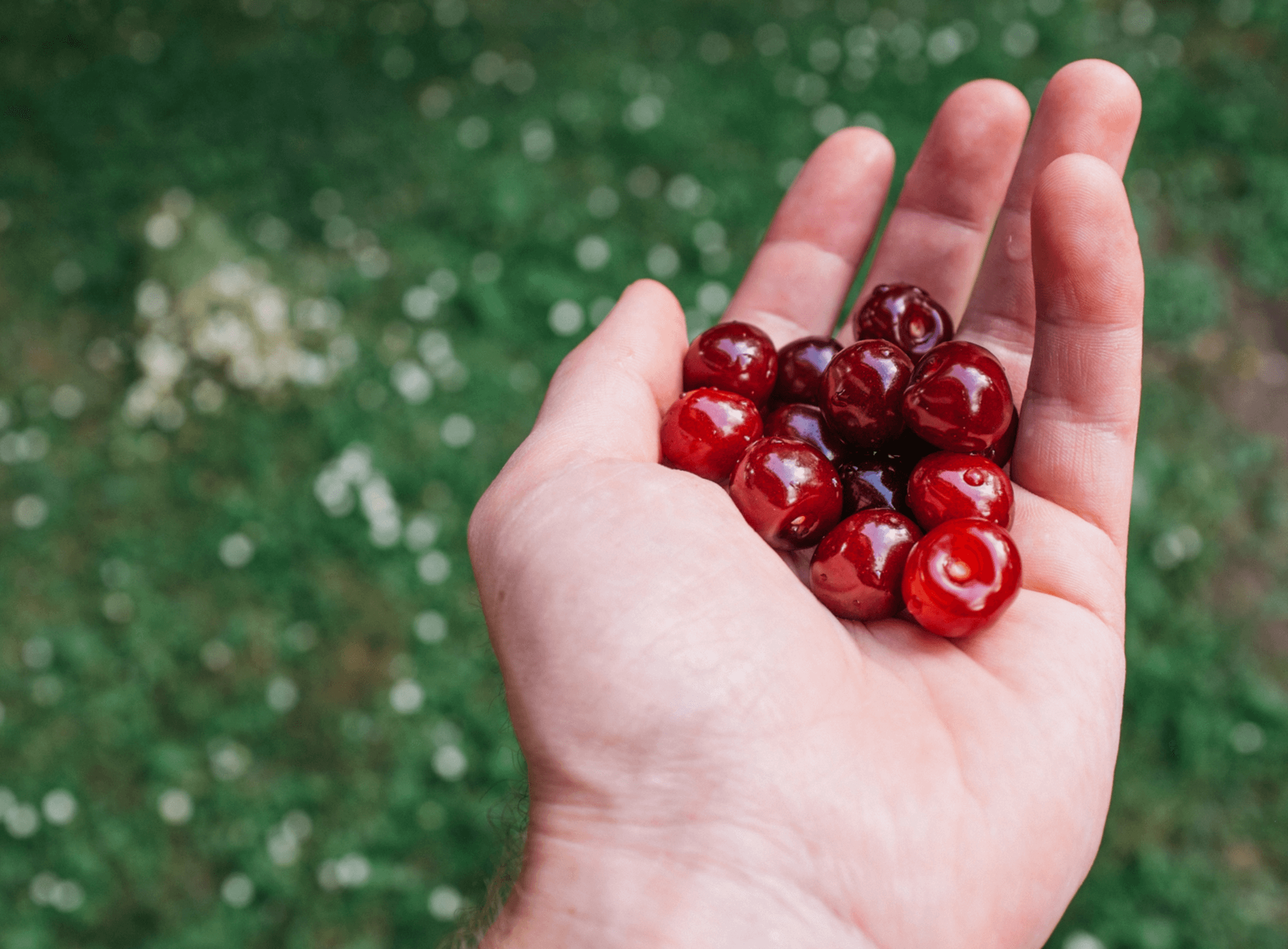BARBADOS CHERRY